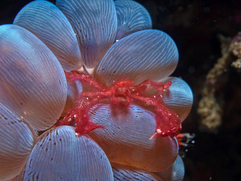 Orang Utan crab, Wreck Point